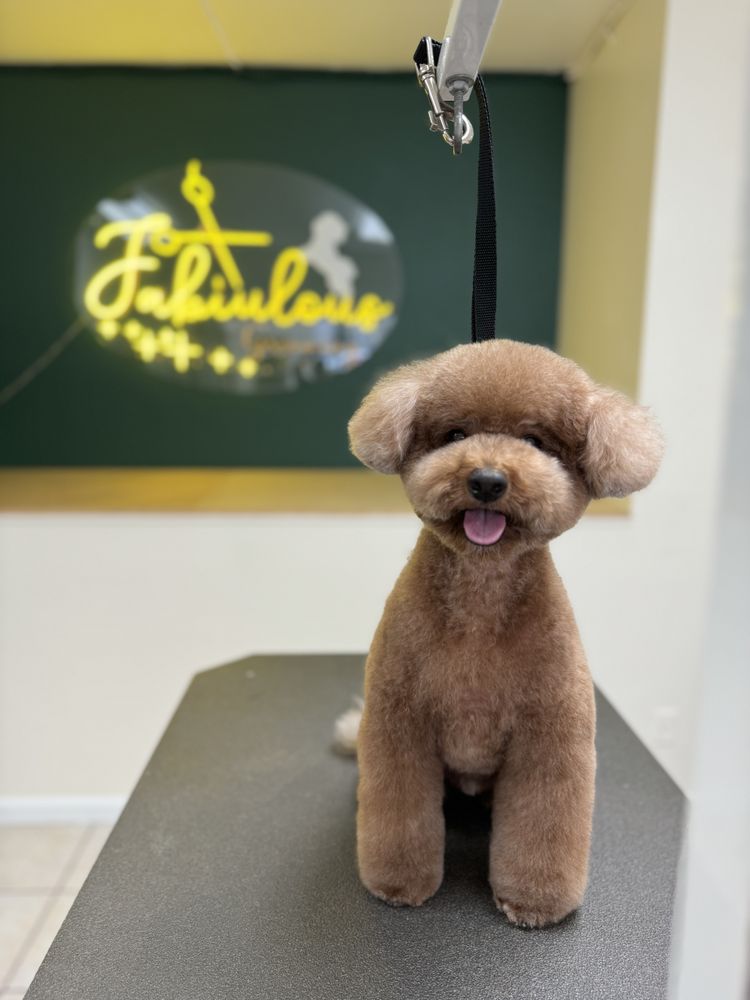 small fluffy dog after a grooming appointment