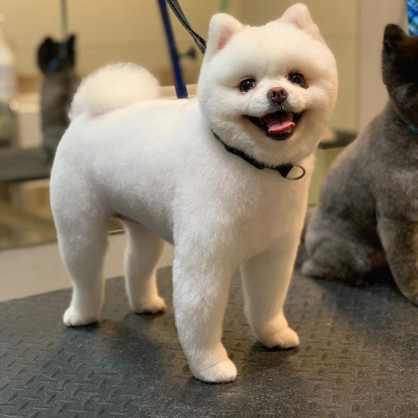 fluffy white dog sitting on a grooming table