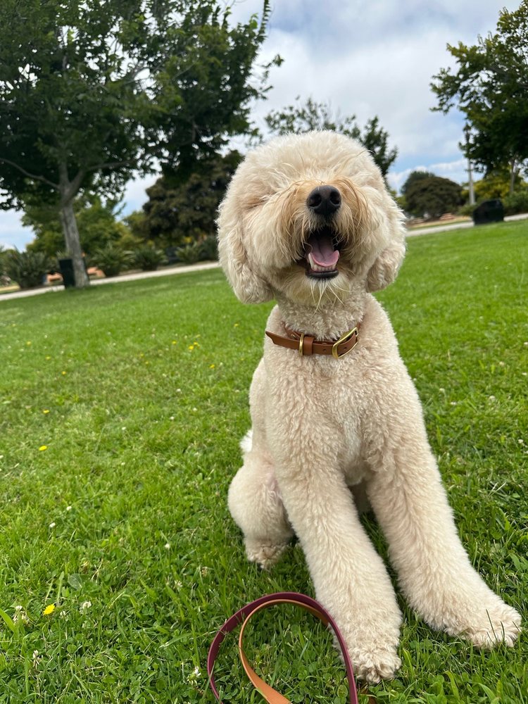 dog sitting outside in the grass