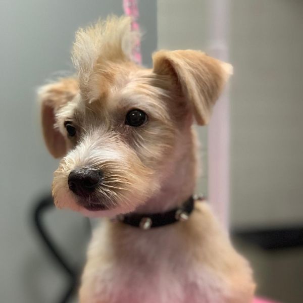 dog with a mohawk