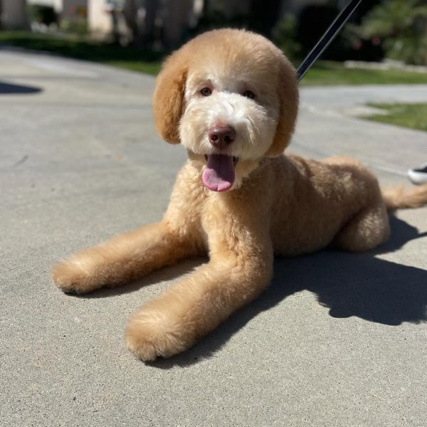 dog laying outside after being groomed