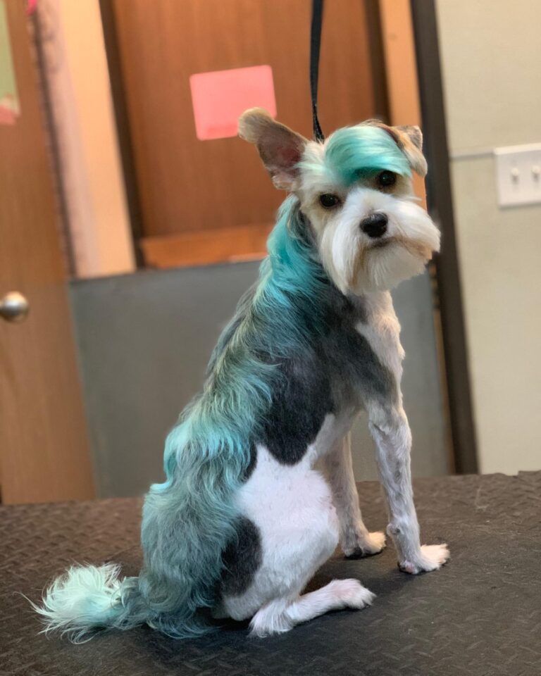 dog with a mohawk down its back