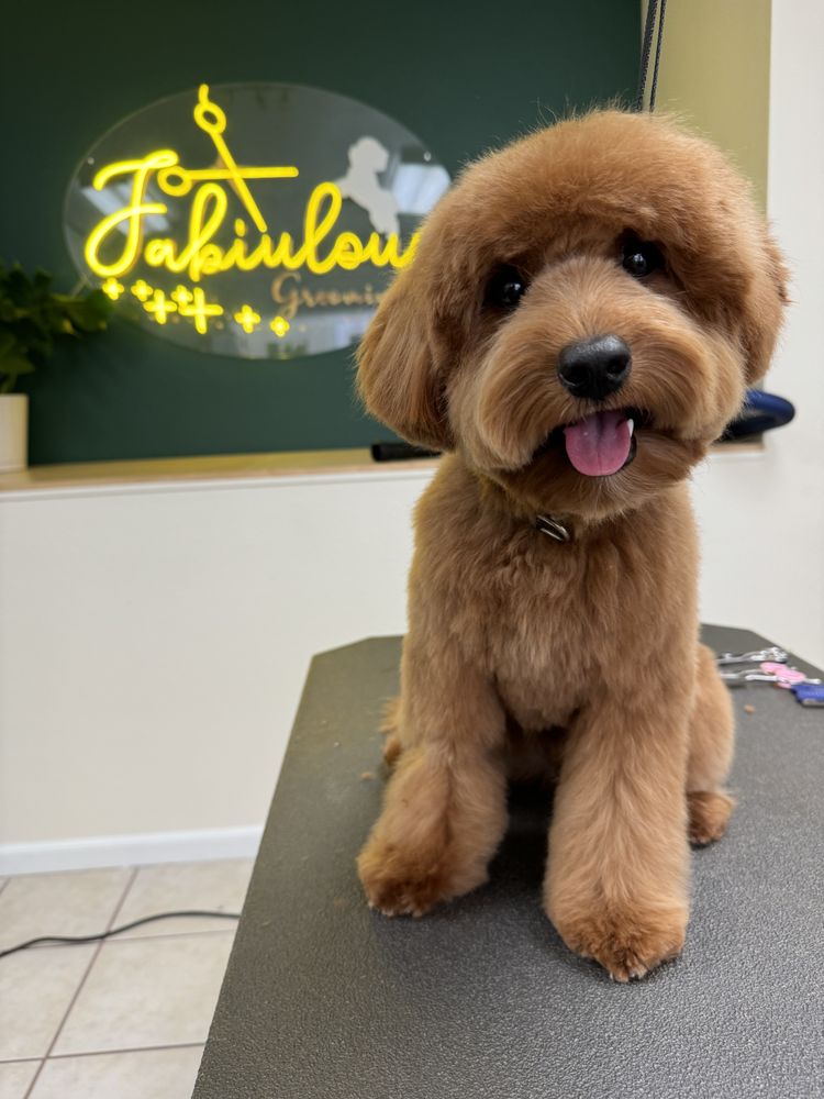 dog sitting in front of the Fabiulous Grooming sign