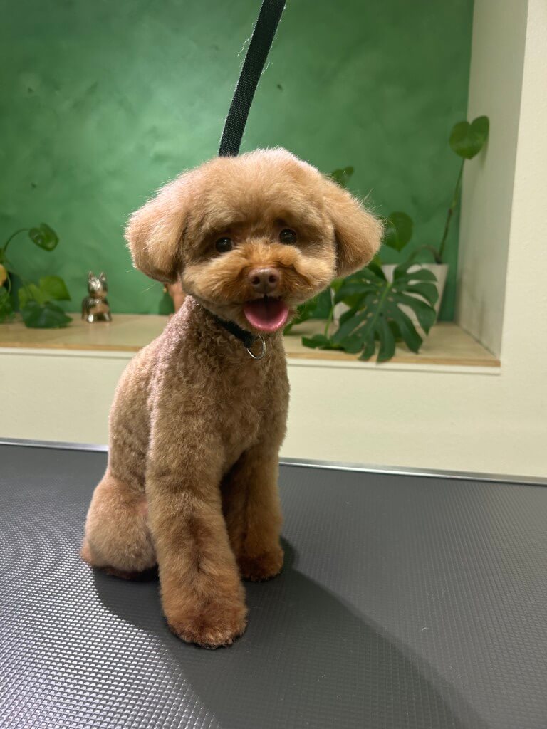 fluffy dog sitting on a grooming table