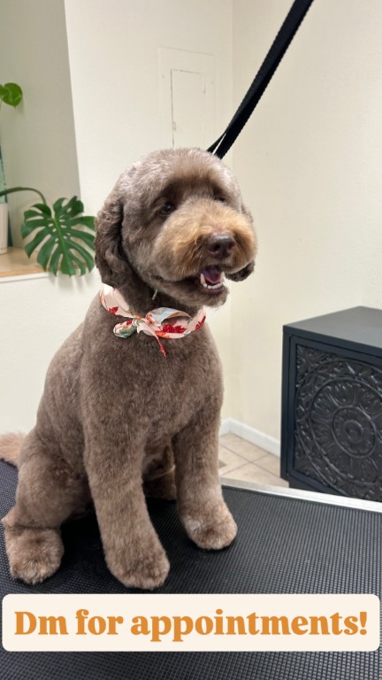 brown dog sitting on a grooming table