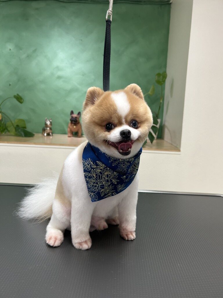 small dog wearing a bandana