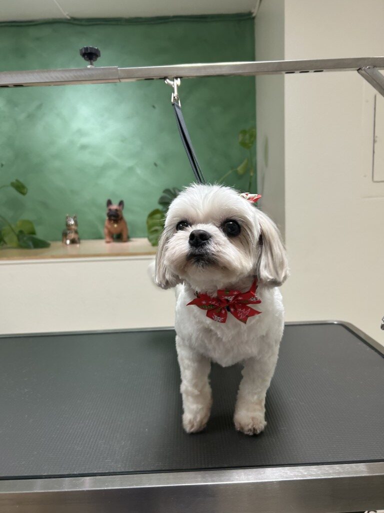 small dog on a grooming table after grooming