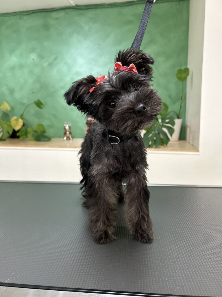small black dog on a grooming table after grooming