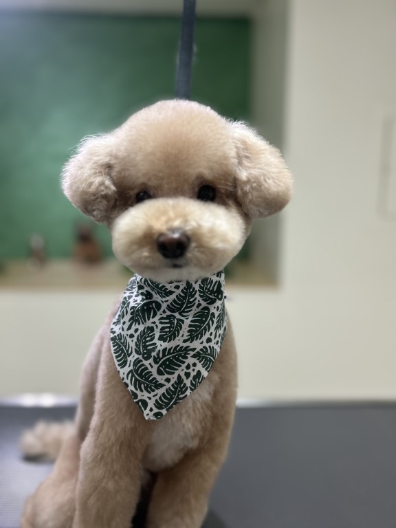 small fluffy dog on a grooming table after grooming
