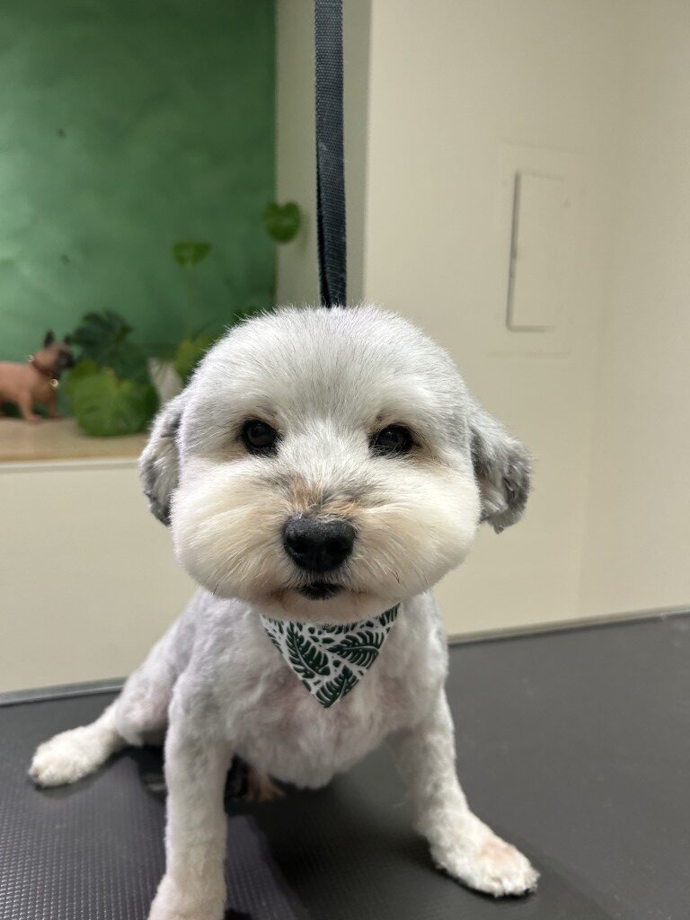 small dog on a grooming table after grooming