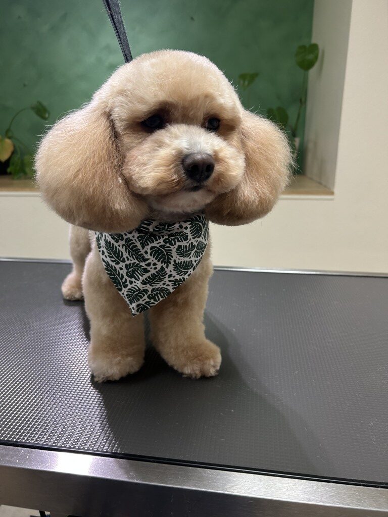 small dog on a grooming table after grooming
