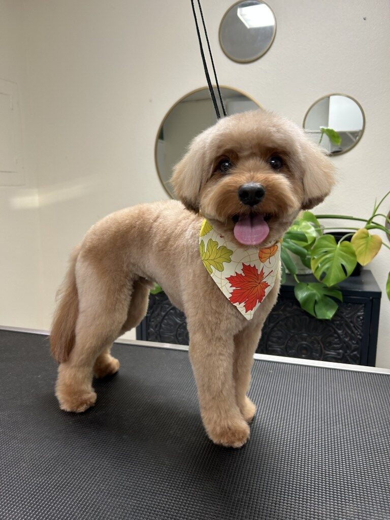 fluffy dog standing on a grooming table