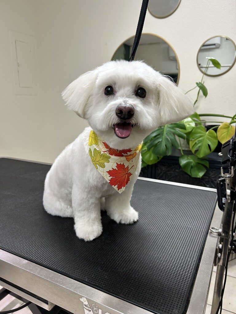white fluffy dog sitting on a grooming table