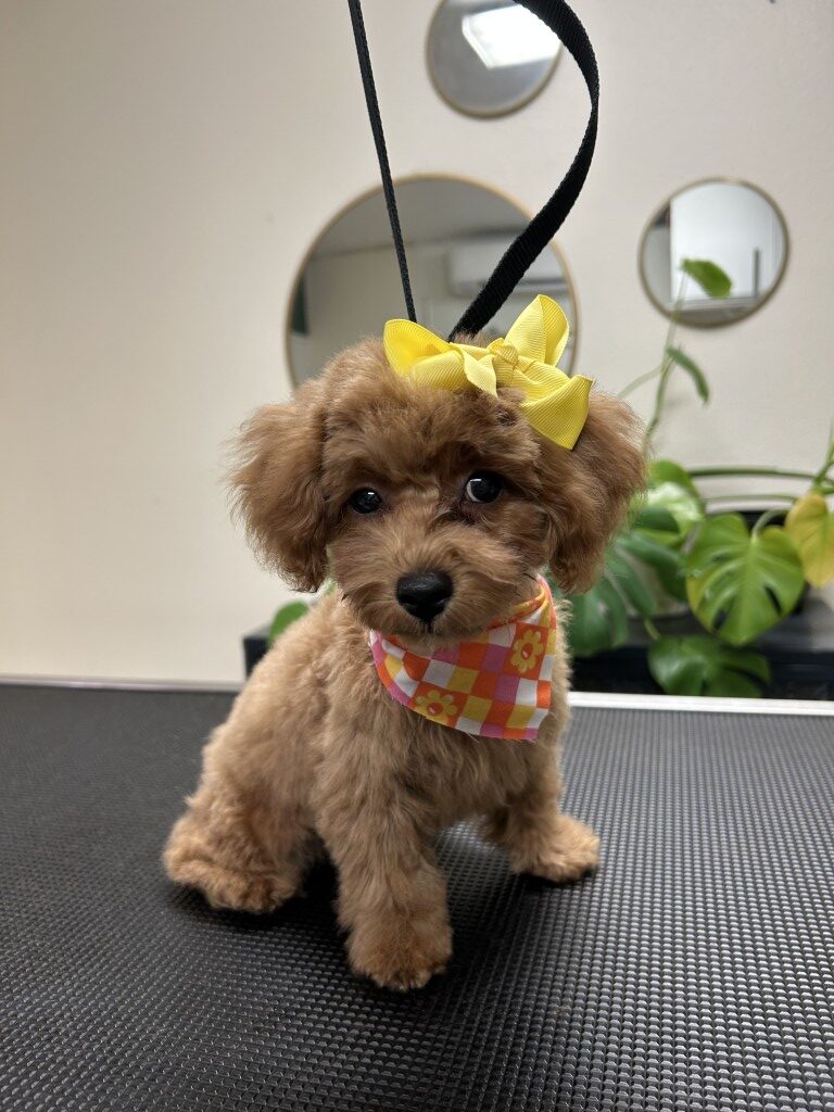fluffy dog sitting on a grooming table with a bow