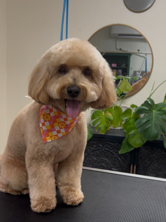 fluffy dog sitting on a grooming table