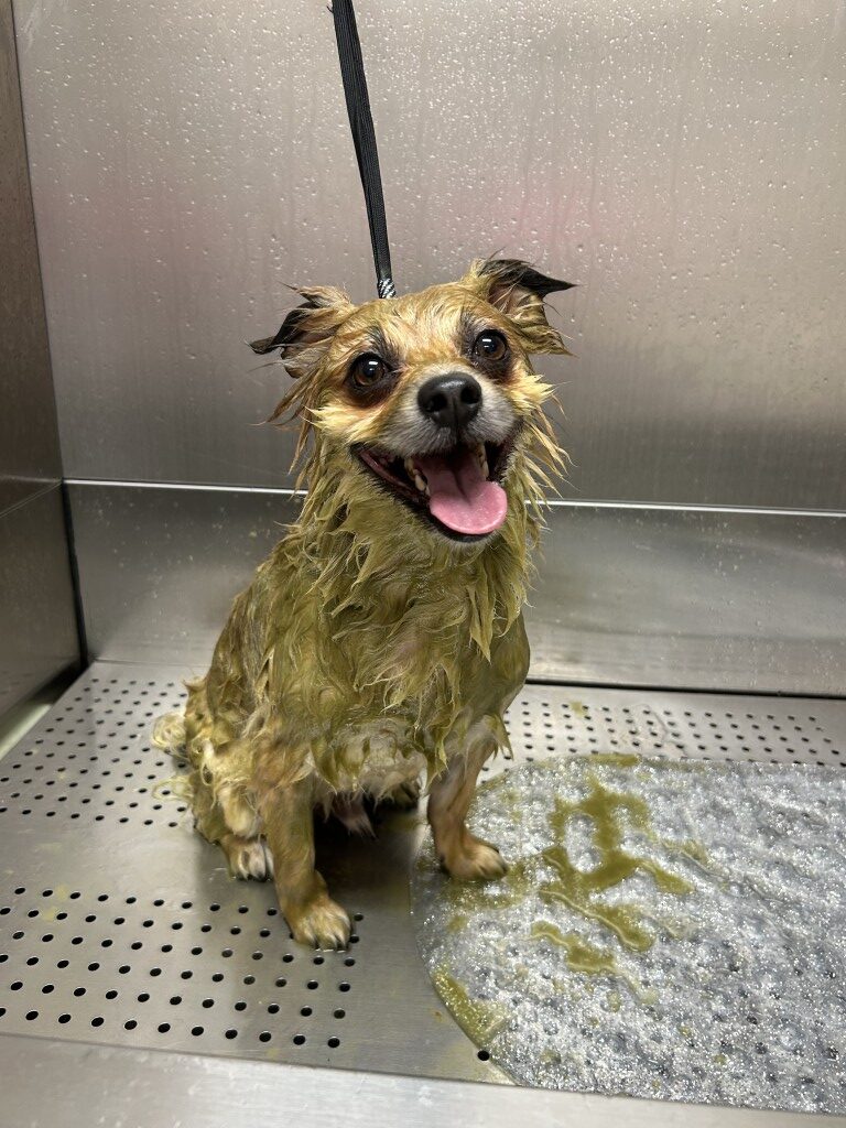wet dog in the bathtub getting a bubble bath