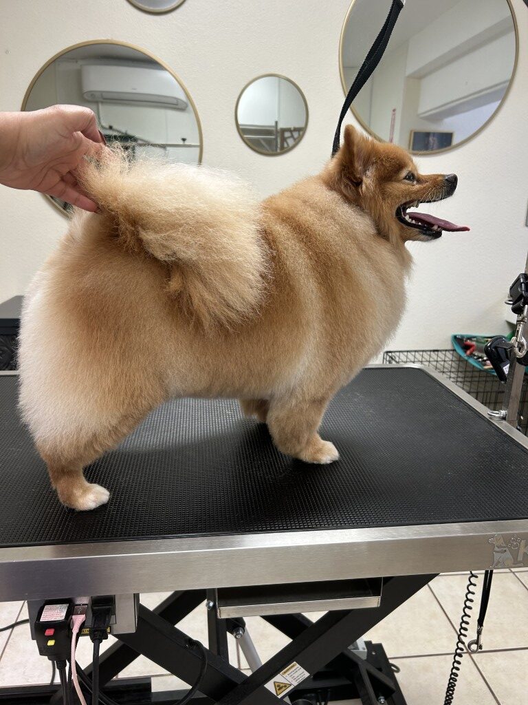 side profile of a dog after grooming