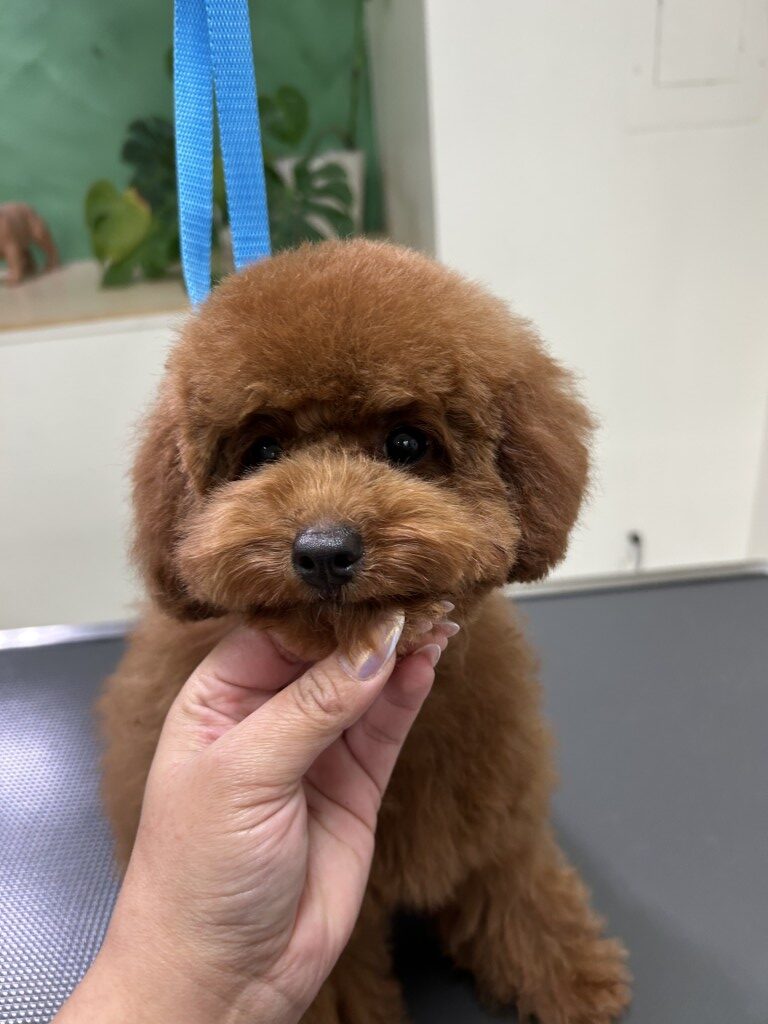 person holding a dogs face