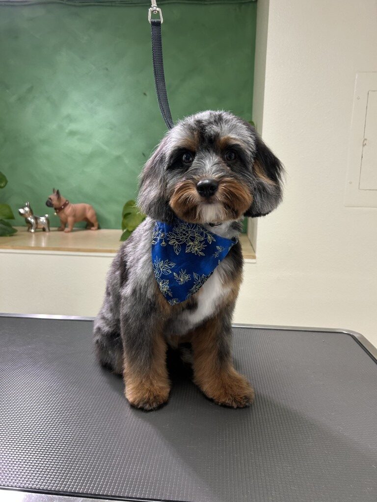 fluffy dog sitting on a grooming table wearing a bandana