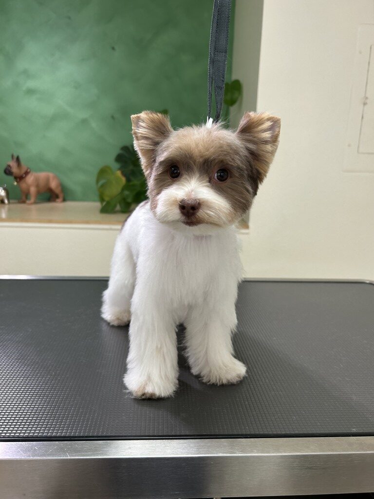 fluffy dog sitting on a grooming table