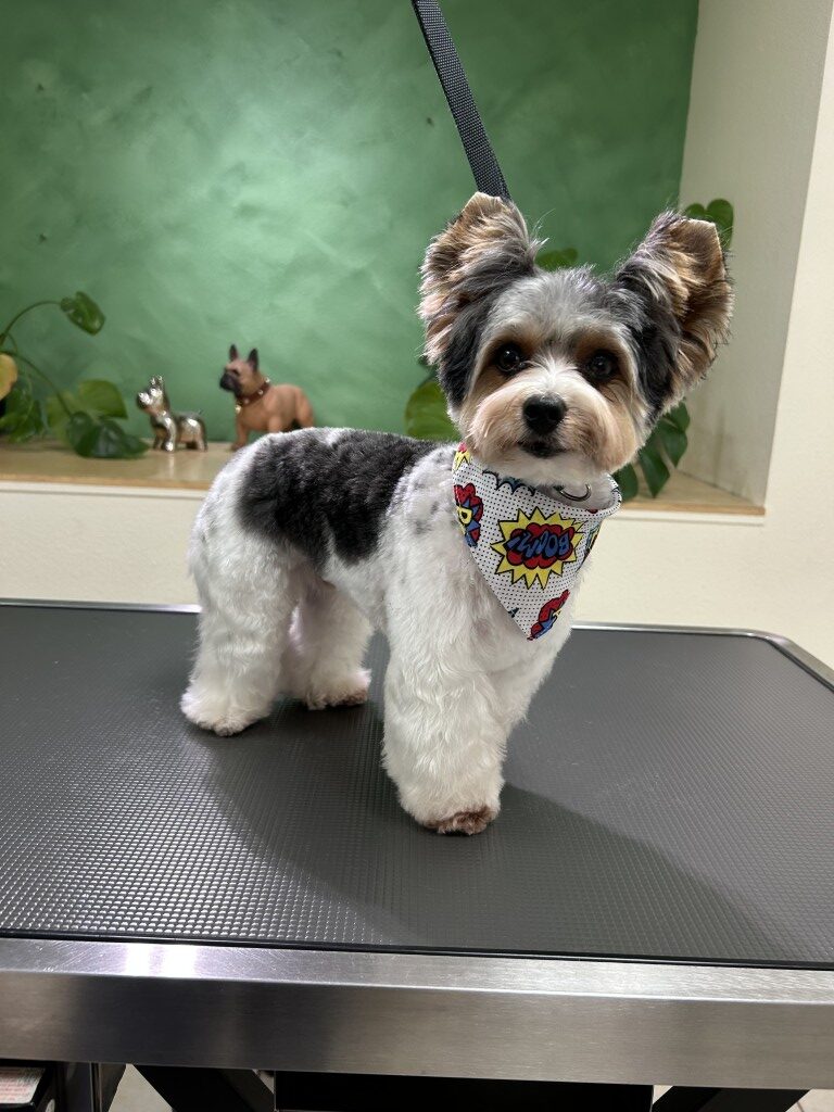 small dog sitting on a grooming table wearing a bandana