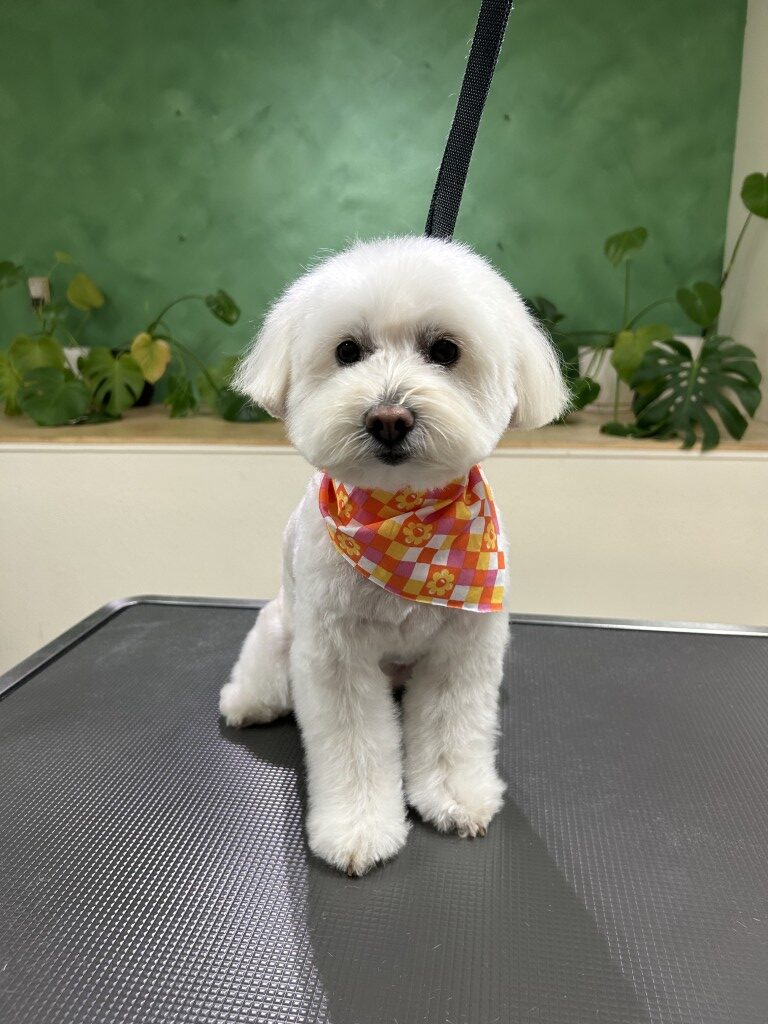 fluffy dog sitting on a grooming table