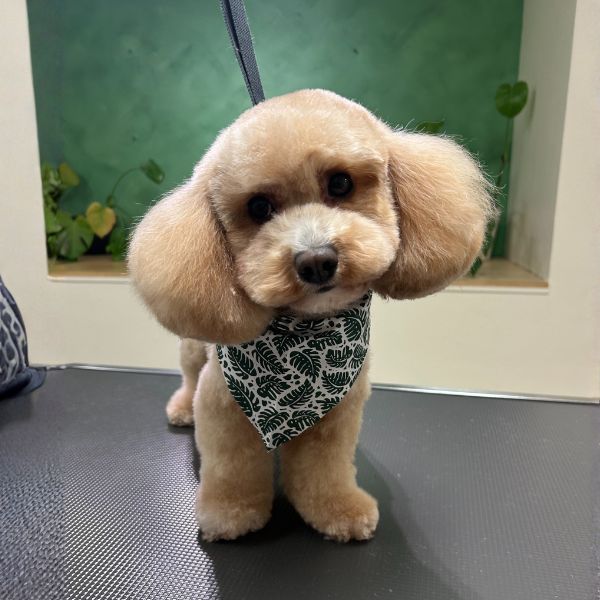 fluffy dog sitting on a grooming table