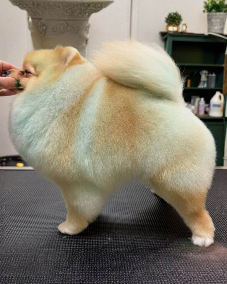 side profile of fluffy dog sitting on a grooming table